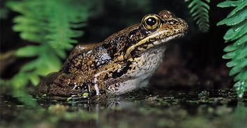 国产青蛙第五部视频,奇幻冒险，友谊再续-第3张图片-日韩中文字幕不卡