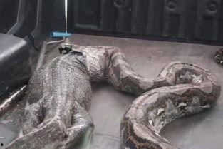 国产电影巨蜥大战巨蟒视频,国产电影惊现史前巨兽激战-第2张图片-日韩中文字幕不卡