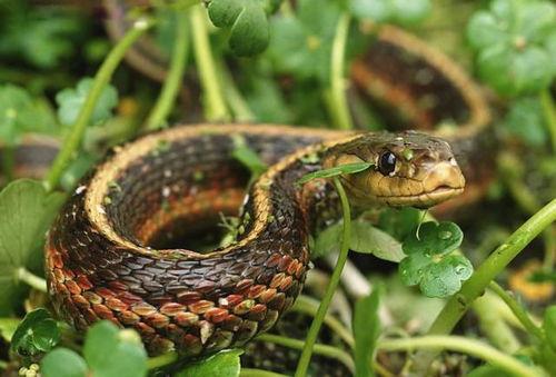 灰鼠是国产蛇吗图片视频,国产蛇类还是神秘动物？-第1张图片-日韩中文字幕不卡