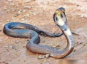 灰鼠是国产蛇吗图片视频,国产蛇类还是神秘动物？-第3张图片-日韩中文字幕不卡