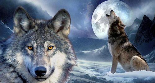 国产自拍视频 野狼-第1张图片-日韩中文字幕不卡