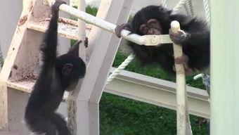 国产自拍视频 野狼-第2张图片-日韩中文字幕不卡