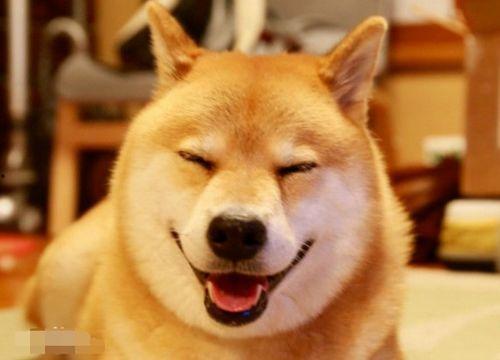 肉狗怎样打国产疫苗视频-第1张图片-日韩中文字幕不卡