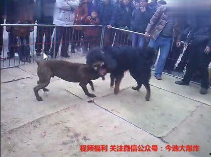 国产狼犬打架视频播放,精彩瞬间回顾-第1张图片-日韩中文字幕不卡
