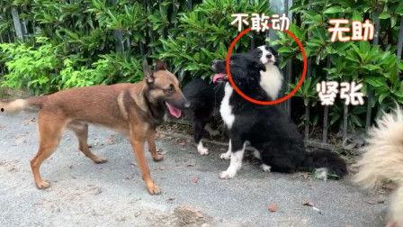 国产狼犬打架视频播放,精彩瞬间回顾-第3张图片-日韩中文字幕不卡