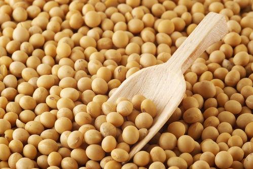 国产大豆的保养方法视频,视频教你轻松延长保质期-第1张图片-日韩中文字幕不卡 国产大豆的保养方法视频,视频教你轻松延长保质期-第1张图片-日韩中文字幕不卡